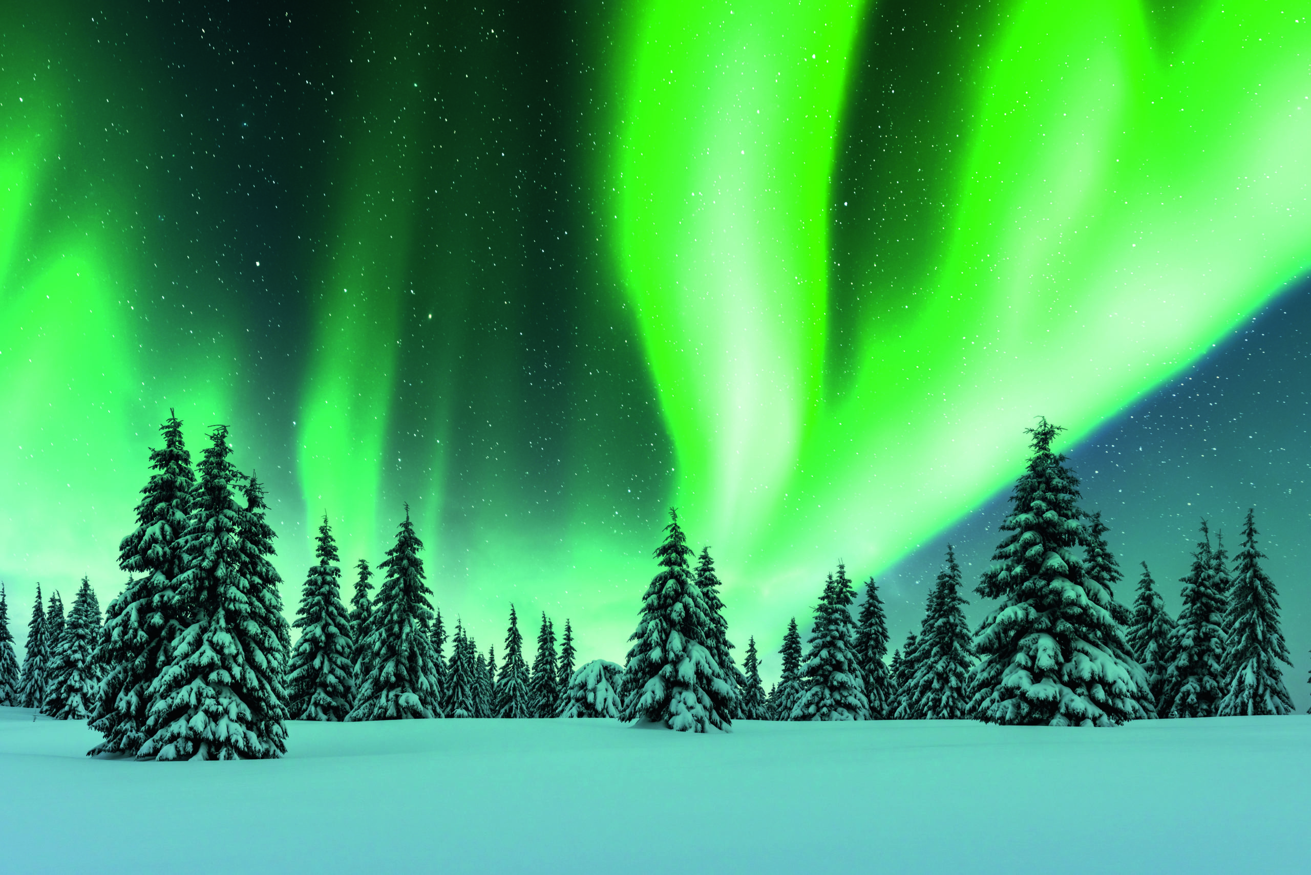 Northern lights in winter forest