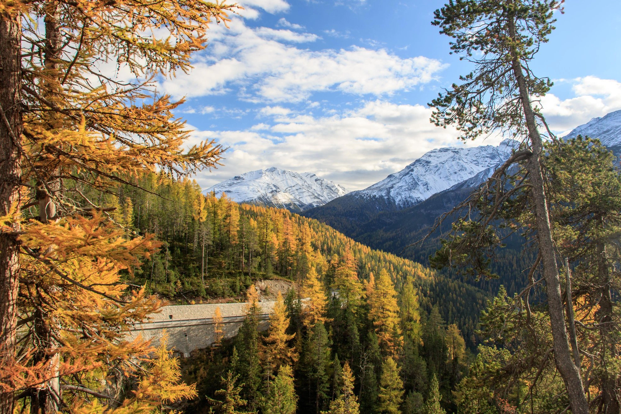 Goldene_Laerchen_Engadin_2020_09