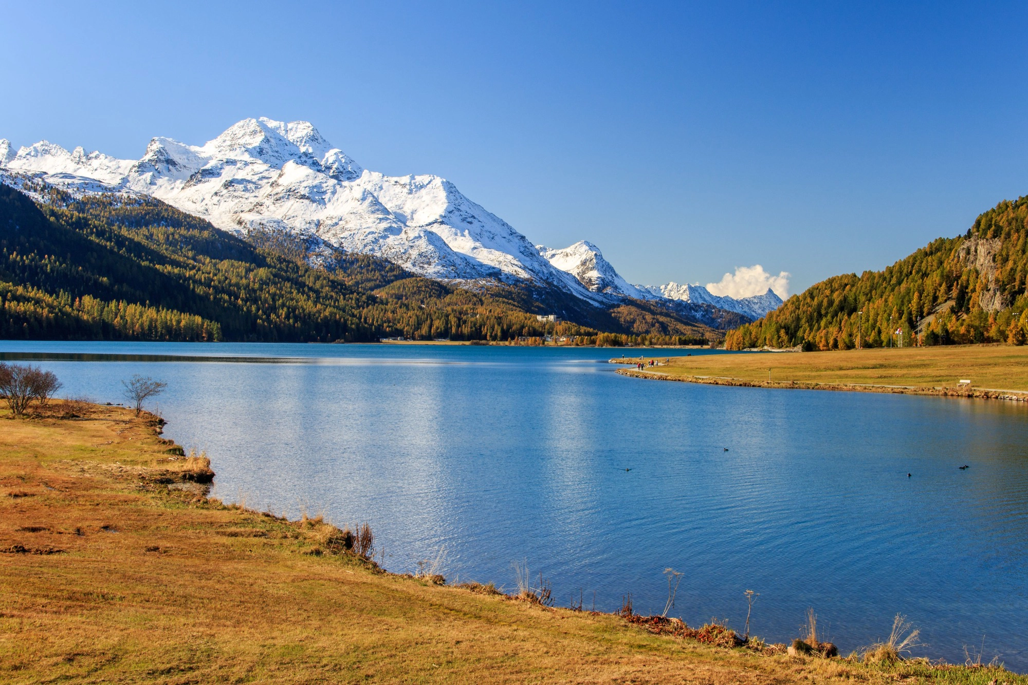Goldene_Laerchen_Engadin_2020_26