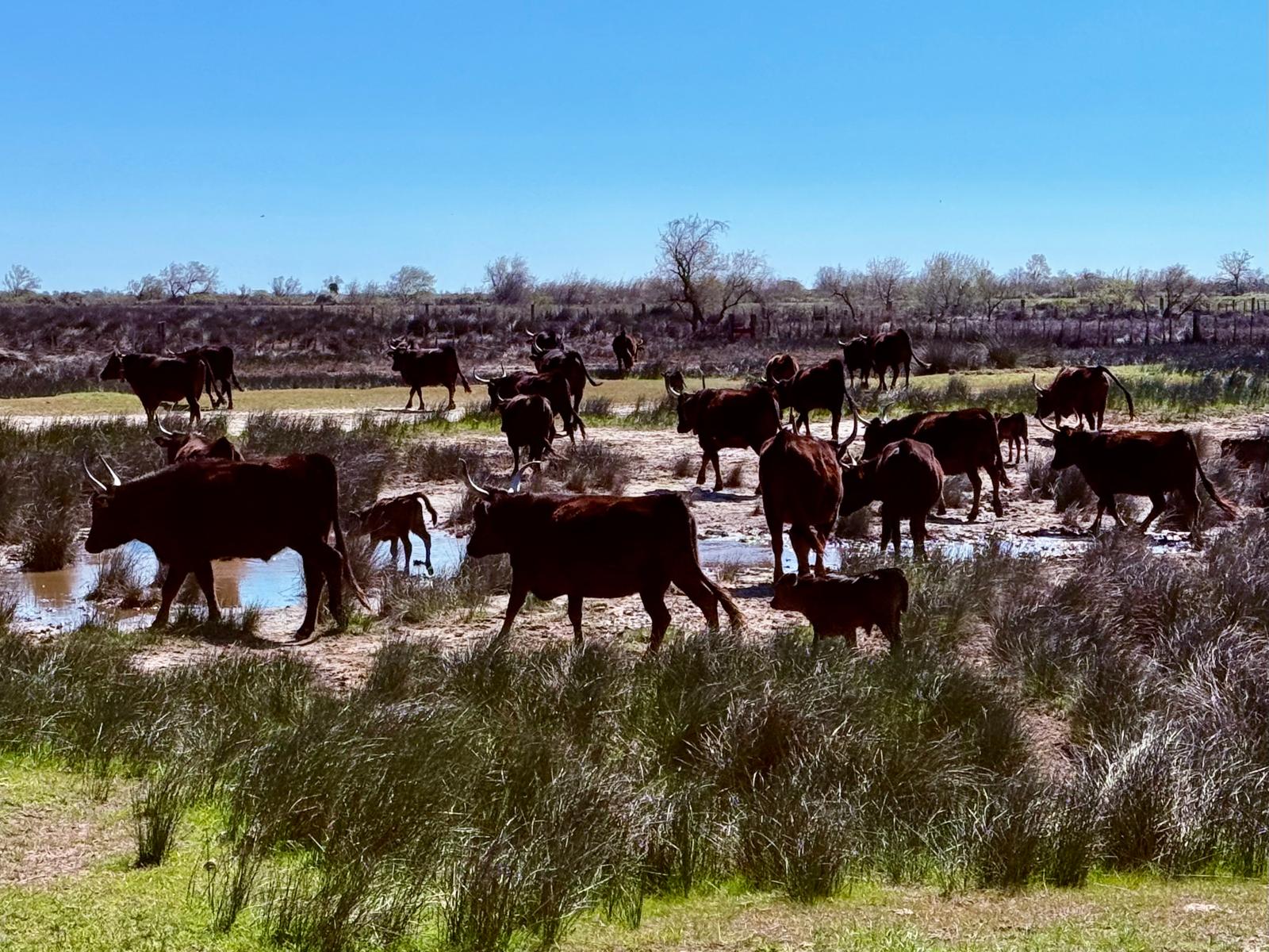 Ostern Camargue 2026 (8)
