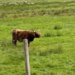Schottland 2026 (11)